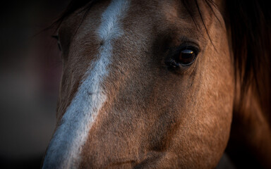 Close Up Photo of Horse