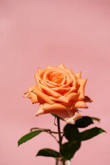 single rose near pin wall