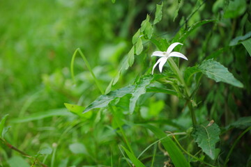 Mademe Fate Flower (Kitolod or Hippobroma longiflora) White beautiful flower with blurry background