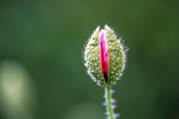 Red poppy flower about to bloom.