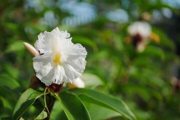 White Crepe-ginger (Cheilocostus speciosus) flower with blurry background