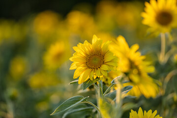 Sunflower Helianthus annuus in golden sunset light.