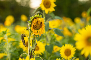 Sunflower Helianthus annuus in golden sunset light.