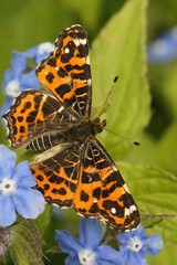 Vertical closeup on a colorful Map Butterfly, Araschnia levan with open wings