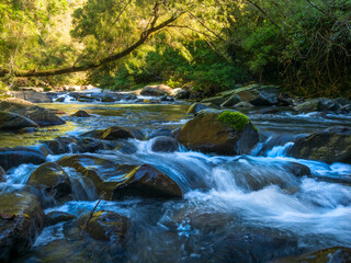 Fototapeta premium Forest Stream Cascading Over Rocks