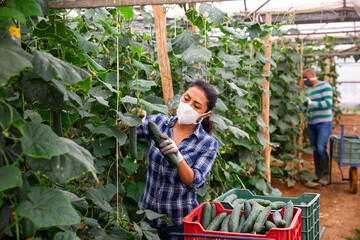 Portrait of hispanic female horticulturist wearing medical face mask harvesting cucumbers in farm...