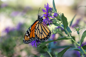 Close up view of a monarch butterfly feeding on purple aster flowers in a sunny garden, with defocused background
