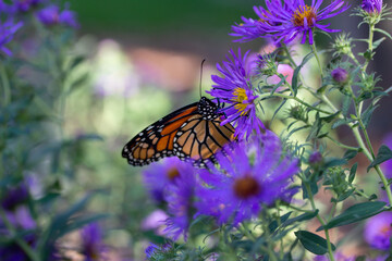 Close up view of a monarch butterfly feeding on purple aster flowers in a sunny garden, with defocused background

