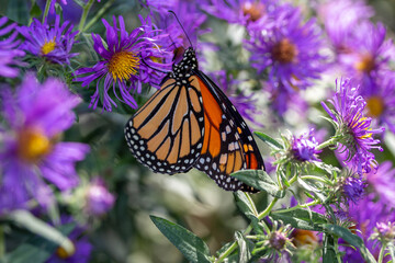 Close up view of a monarch butterfly feeding on purple aster flowers in a sunny garden, with defocused background
