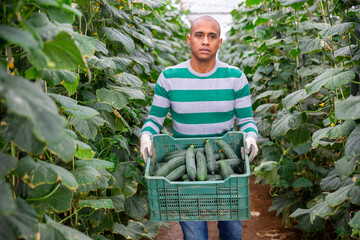 Skilled hispanic man engaged in gardening carrying crate full of fresh organic cucumbers in hothouse