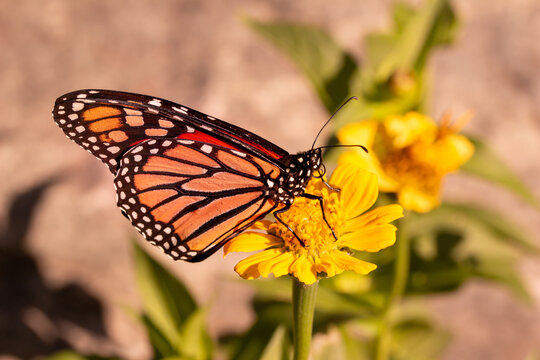 Close up view of a monarch butterfly feeding on a yellow marigold flower in a sunny garden, with defocused background