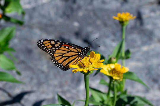 Close up view of a monarch butterfly feeding on a yellow marigold flower in a sunny garden, with defocused background
