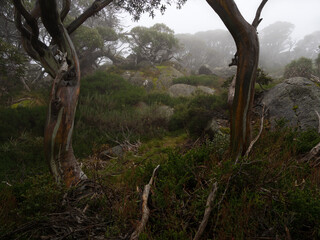 Snowy Mountains Forest In The Mist
