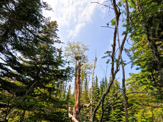 Fototapeta premium Enormous Eagle and Eagles nest deep in a forested woodland. Located high up in tree, the eagle is perched next to its large nest. Surrounded by green unspoiled and untouched nature. 