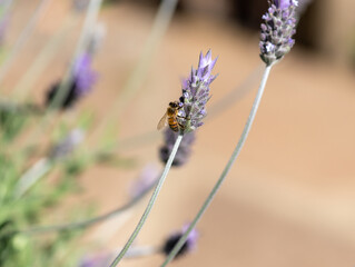 The beauty of the lavender flower.	