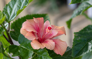 The beauty of the Hibiscus flower, a woody, fibrous shrub, up to 5 meters high.	