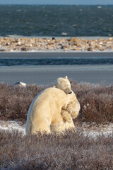 Canada, Manitoba, Churchill. Male polar bears sparring