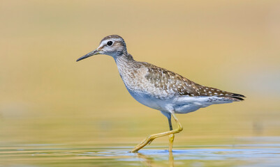Wood Sandpiper (Tringa glareola) is a species of bird that lives in wetlands in Asia, Europe and Africa.
