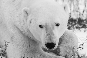 Obraz na płótnie Canvas Canada, Manitoba, Churchill. Polar bear, close-up of face.