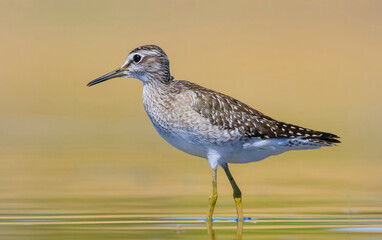 Wood Sandpiper (Tringa glareola) is a species of bird that lives in wetlands in Asia, Europe and Africa.

