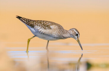 Wood Sandpiper (Tringa glareola) is a species of bird that lives in wetlands in Asia, Europe and Africa.
