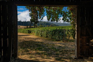 A view of a vineyard through an open barn door at a vineyard near Salem Oregon, zenith