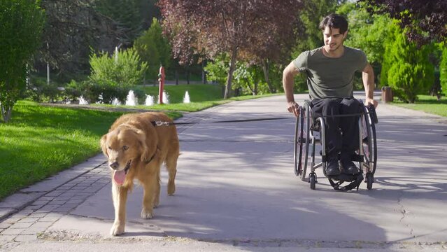 Disabled young man in a wheelchair walks with his dog.
Young man in a wheelchair walking his dog.
