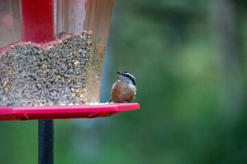 Naklejka premium Alaskan birds enjoying the feeder.