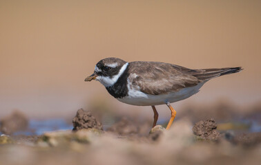 Common Ringed Plover (Charadrius hiaticula)'s feeding habitat is open beaches or the flat areas of Eurasia and Arctic Northeast Canada. Some also feed in areas far from the sea. 