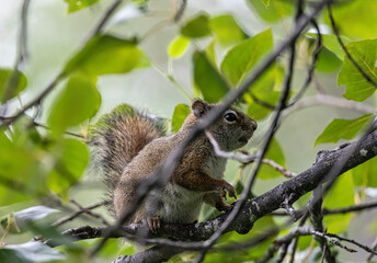 Alaskan squirrel foraging