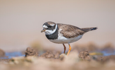 Common Ringed Plover (Charadrius hiaticula)'s feeding habitat is open beaches or the flat areas of Eurasia and Arctic Northeast Canada. Some also feed in areas far from the sea. 