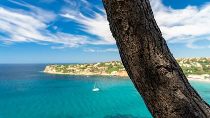 Mediterranean tree on a paradise coast on a summer day with blue sky and turquoise water on which a boat is sailing - obrazy, fototapety, plakaty