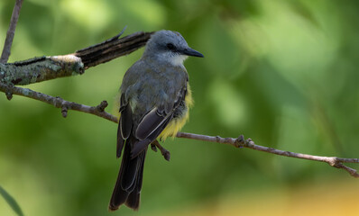 kingbird
