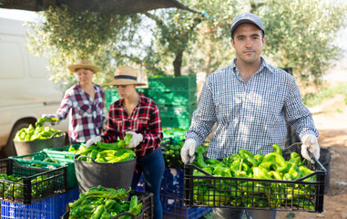 Obraz premium Portrait of positive man farmer holding box of green bell peppers in her hands on a farm