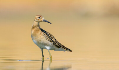 Ruff (Calidris pugnax) is a migratory species. It is a species that breeds in wetlands in the cold regions of Northern Eurasia, and winters in the tropics in the north, especially in Africa.