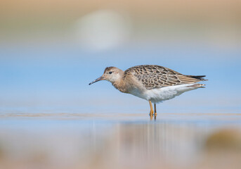 Ruff (Calidris pugnax) is a migratory species. It is a species that breeds in wetlands in the cold regions of Northern Eurasia, and winters in the tropics in the north, especially in Africa.