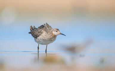 Ruff (Calidris pugnax) is a migratory species. It is a species that breeds in wetlands in the cold regions of Northern Eurasia, and winters in the tropics in the north, especially in Africa.
