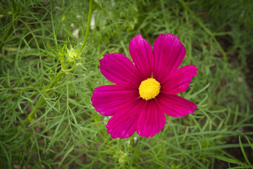 pink cosmos flower