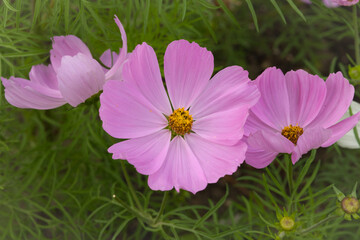pink cosmos flower