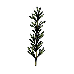Fototapeta premium rosemary doodle icon, vector color line illustration