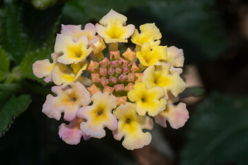 Close-up view of a yellow lantana flower. Lantana camara or Common lantana.