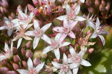 Close-up view of beautiful white and pink flowers of a succulent plant, Jade Plant or Crasssula ovata.