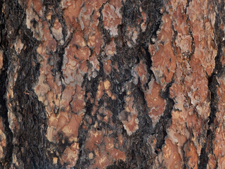 Close up texture of the bark on a large tree - background