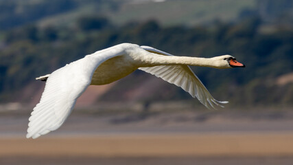 Single Bewick swan in flight.
