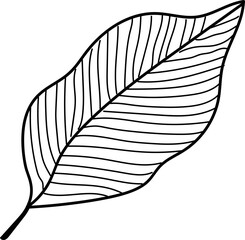 leaf illustration