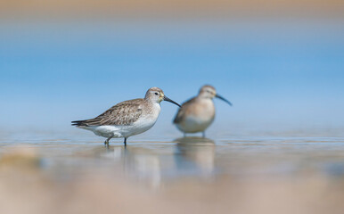 Curlew  Sandpiper (Calidris ferruginea) is It breeds in the plains of the Arctic sea at the north pole. It occurs in the northern parts of Asia, Europe and the Americas. 
