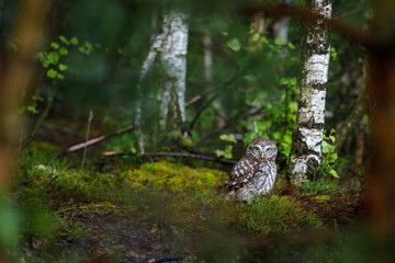 Owl in morning forest. Little owl, Athene noctua, perched in heath in birch forest. Wild owl of Athena masking in natural habitat. Adorable owl in wildlife nature. Beautiful bird with yellow eyes.