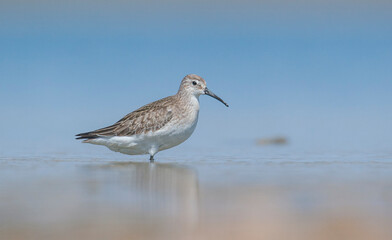 Curlew  Sandpiper (Calidris ferruginea) is It breeds in the plains of the Arctic sea at the north pole. It occurs in the northern parts of Asia, Europe and the Americas. 
