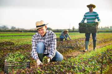 Young adult male farmer harvesting purple leaf mustard on farm field