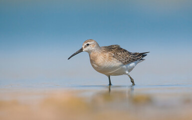 Curlew  Sandpiper (Calidris ferruginea) is It breeds in the plains of the Arctic sea at the north pole. It occurs in the northern parts of Asia, Europe and the Americas. 
